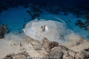 Porcupine Ray ready to take off by Marteyne Van Well 
